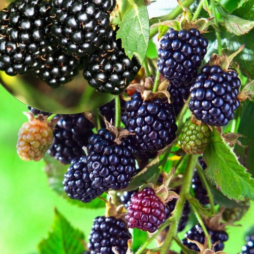 Rubus fruticosus 'Black Satin' - Aedmurakas 'Black Satin' C1/1L